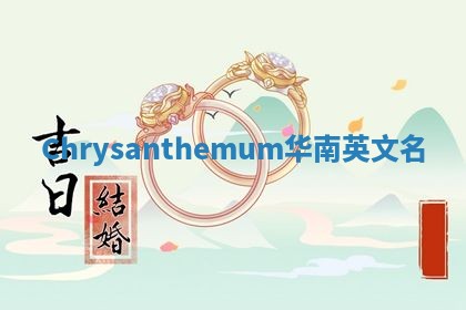 Chrysanthemum华南英文名